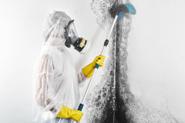 Best Airborne Mold Testing  in Dalton Gardens, ID