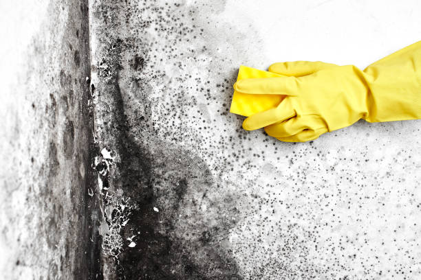Trusted Dalton Gardens, ID Mold Removal Experts
