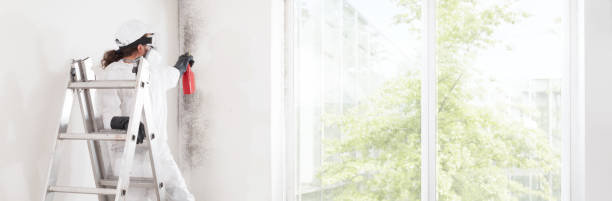 Best Mold Remediation for Healthcare Facilities  in Dalton Gardens, ID